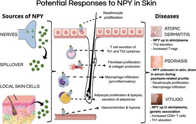 Current Insights Into the Role of Neuropeptide Y in Skin Physiology and Pathology